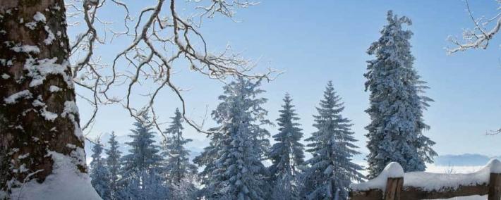 中國(guó)电竞战队EDG夺得全球(qiú)总决赛冠军